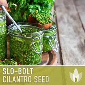 Slo-Bolt Cilantro Herb Heirloom Seeds image 5