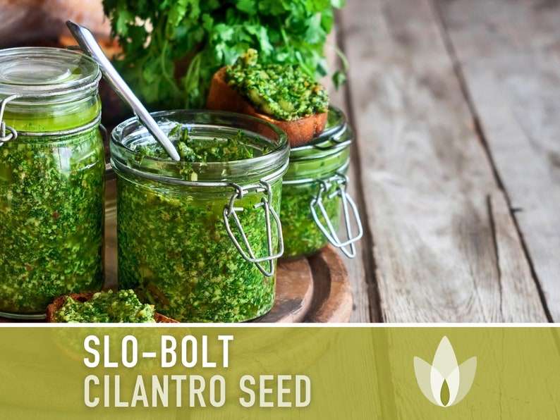 Slo-Bolt Cilantro Herb Heirloom Seeds image 5