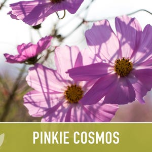 Semillas de flor Pinkie Cosmos, reliquia, aptas para polinizadores imagen 12