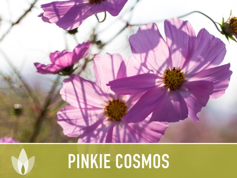 Semillas de flor Pinkie Cosmos, reliquia, aptas para polinizadores imagen 12