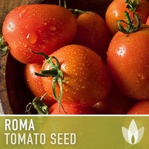 Roma Tomato Heirloom Seeds Paste Tomato, Seed Packet, Non-GMO, Open Pollinated image 3