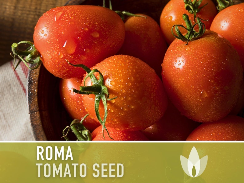 Roma Tomato Heirloom Seeds Paste Tomato, Seed Packet, Non-GMO, Open Pollinated image 3