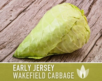 Early Jersey Wakefield Cabbage Heirloom Seeds
