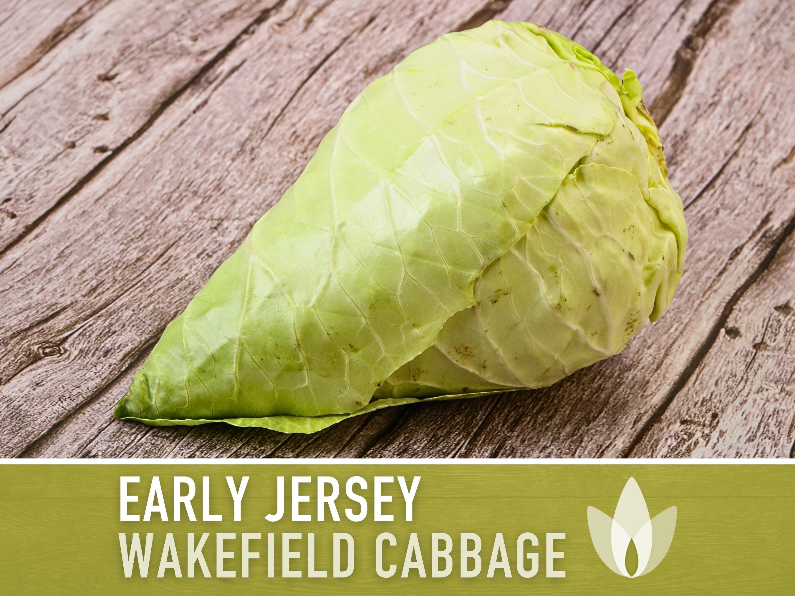 Early Jersey Wakefield Cabbage Heirloom Seeds - Etsy