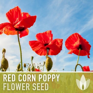 Red Corn Poppy Heirloom Seeds - Flower Seeds, Cool Weather Seeds, Flowers, Flower Mix, Remembrance, Common Poppy