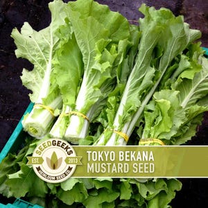 May include: Freshly harvested Tokyo Bekana mustard greens in a green crate. The leafy greens are tied with yellow bands. The image includes the Seed Geeks logo and text that reads "Tokyo Bekana Mustard Seed".
