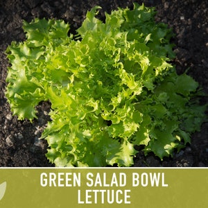Green Salad Bowl Lettuce Heirloom Seeds image 8