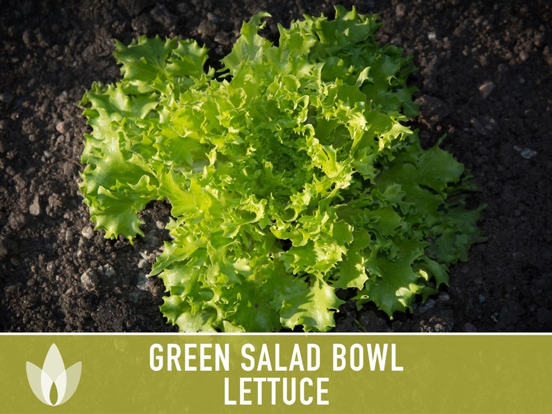 Green Salad Bowl Lettuce Heirloom Seeds image 8
