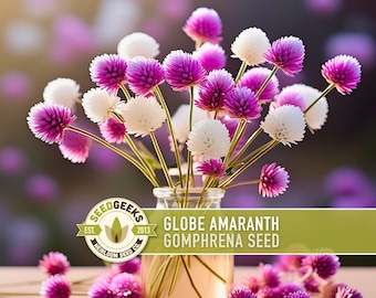 Globe Amaranth Seeds | 50+ Seeds, Drought Tolerant, Dried Bouquets, Edible Flower, Wildflowers Gomphrena Globosa