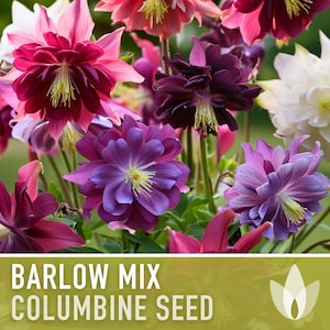 Columbine, Barlow Mix - 50 Heirloom Flower Seeds, Double Blooms, Stunning Late Spring Bouquets, Cut Flowers, Aquilegia vulgaris, Non-GMO