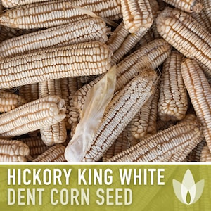 Hickory King White Corn Heirloom Seeds - Dent Corn, Sweet Corn, Milling Corn, Roasting Corn, Open Pollinated, Non-GMO