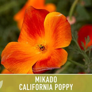 Mikado California Poppy Heirloom Seeds Flower Seeds, Cool Weather Seeds, Flowers, Flower Mix, California image 3