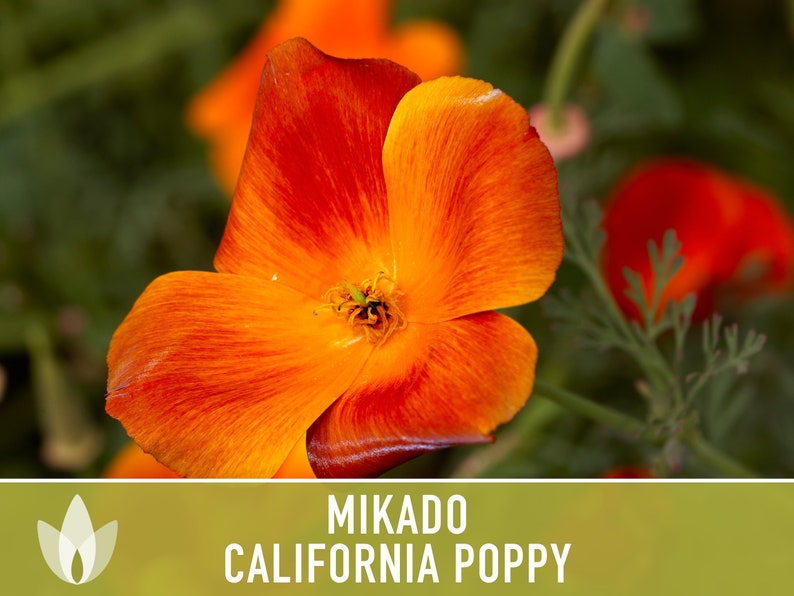 Mikado California Poppy Heirloom Seeds Flower Seeds, Cool Weather Seeds, Flowers, Flower Mix, California image 3