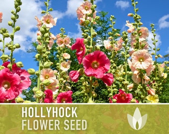 Hollyhock Flower Seeds - Heirloom Seeds, Pink, Yellow, White, & Red Flowers, Biennial, Pollinator Friendly, Hibiscus-like Flowers, Non-GMO