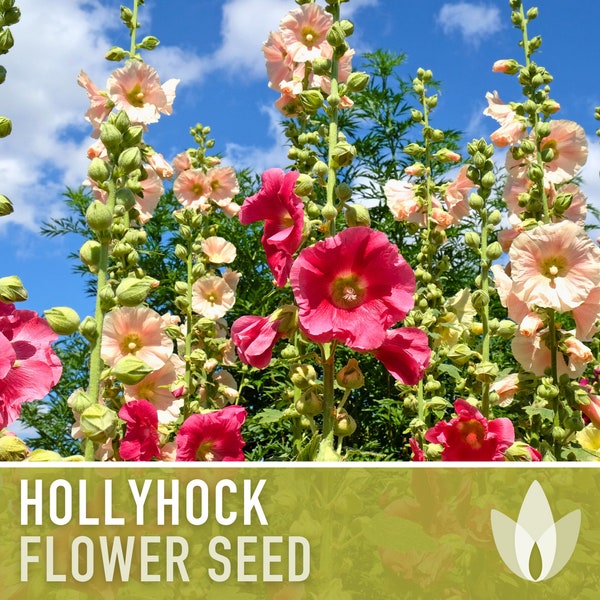 Hollyhock Flower Seeds - Heirloom Seeds, Pink, Yellow, White, & Red Flowers, Biennial, Pollinator Friendly, Hibiscus-like Flowers, Non-GMO