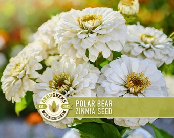 Polar Bear Zinnia Seed | 100+ Seeds, Heirloom Non-GMO Flower, Dahlia-Type, Drought Tolerant, Zinnia elegans