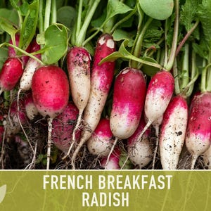 French Breakfast Radish Heirloom Seeds - Open Pollinated, Container Garden, Non-GMO image 6
