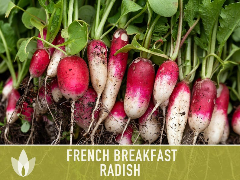 French Breakfast Radish Heirloom Seeds - Open Pollinated, Container Garden, Non-GMO image 6