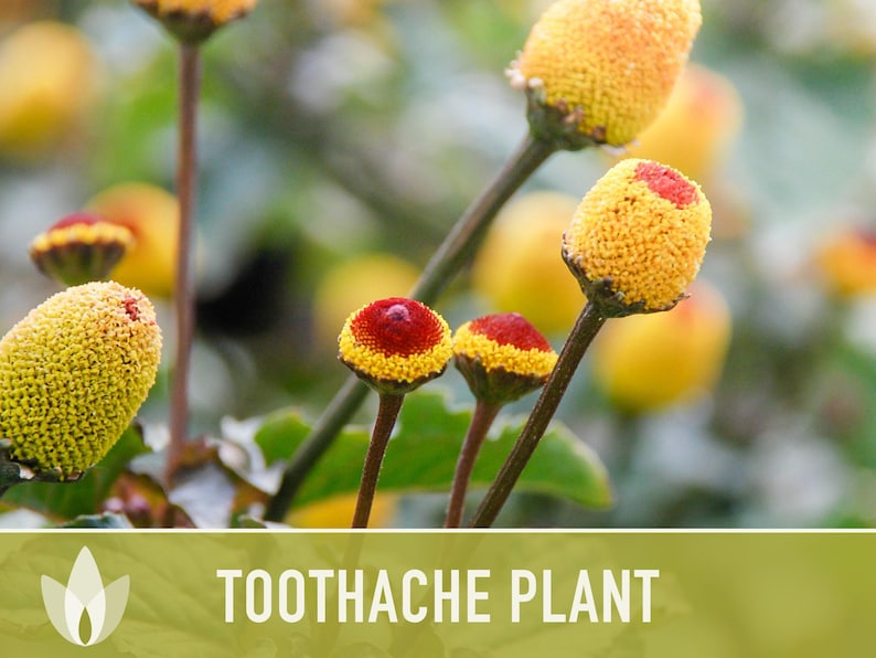 Toothache Plant Seeds | 50+ Seeds, Heirloom Medicinal Herb, Electric Daisy, Spilanthes Oleracea image 9