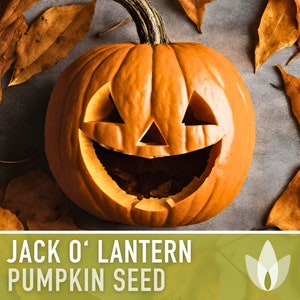 May include: A carved orange pumpkin with a jack-o'-lantern face, surrounded by brown autumn leaves.  "JACK O' LANTERN PUMPKIN SEED" is written in white text on a green background.