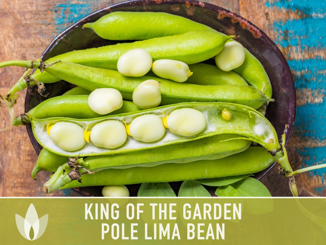 Lima Bean King of the Garden Seeds Heirloom Seeds Butter Etsy