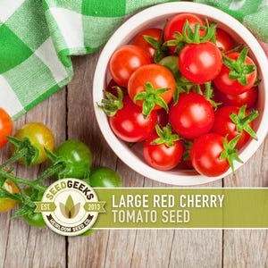 Heirloom Large Red Cherry Tomato Seeds – Non-GMO Salad Variety