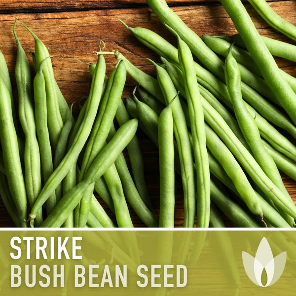 Strike Bush Bean Seeds - Heirloom Seeds, Stringless, Reliable, Heavy Yield, Disease Resistant, Open Pollinated, Untreated, Non-GMO
