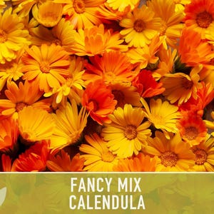Calendula Fancy Mix Seed | 50+ Seeds, Heirloom Flower, Non-GMO, Cool-Weather Annual, Calendula officinalis image 4