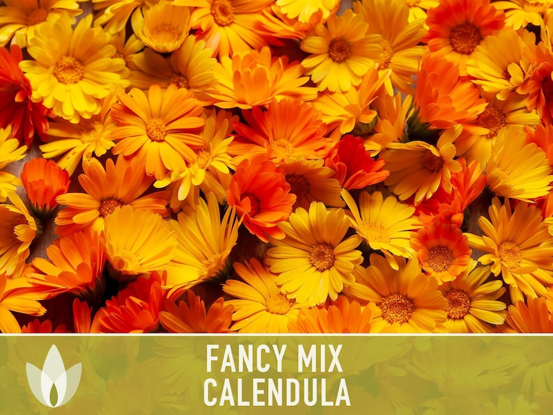 Calendula Fancy Mix Seed | 50+ Seeds, Heirloom Flower, Non-GMO, Cool-Weather Annual, Calendula officinalis image 4