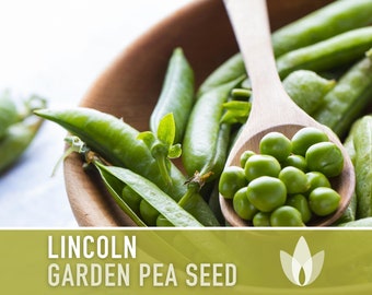 Lincoln Garden Pea Seeds - Heirloom Seeds, Semi-Dwarf, Container Garden, High Yield, Shelling Pea, Pisum Sativum, Open Pollinated, Non-GMO