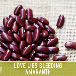 Semillas tradicionales de amaranto sangrante Love Lies imagen 7