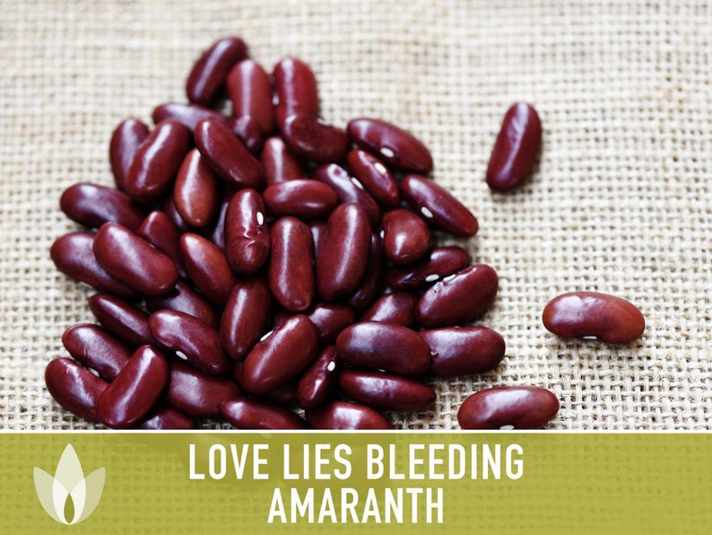 Semillas tradicionales de amaranto sangrante Love Lies imagen 7