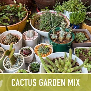 Cactus Garden Seed Mix | 50+ Seeds, Saguaro, Prickly Pear, Hedgehog, Santa Rita, Desert, Cactaceae image 9