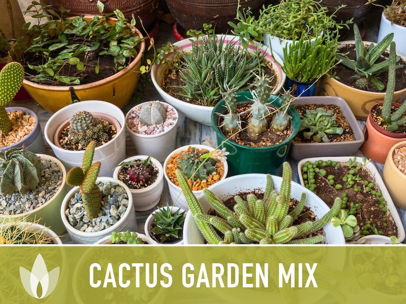 Cactus Garden Seed Mix | 50+ Seeds, Saguaro, Prickly Pear, Hedgehog, Santa Rita, Desert, Cactaceae image 9