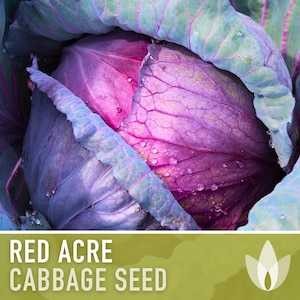 Red Acre Cabbage Seeds - Heirloom Seeds, Microgreens, Sprouting Seeds, Sauerkraut, Coleslaw, Open Pollinated, Non-GMO