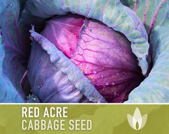 Red Acre Cabbage Seeds - Heirloom Seeds, Microgreens, Sprouting Seeds, Sauerkraut, Coleslaw, Open Pollinated, Non-GMO