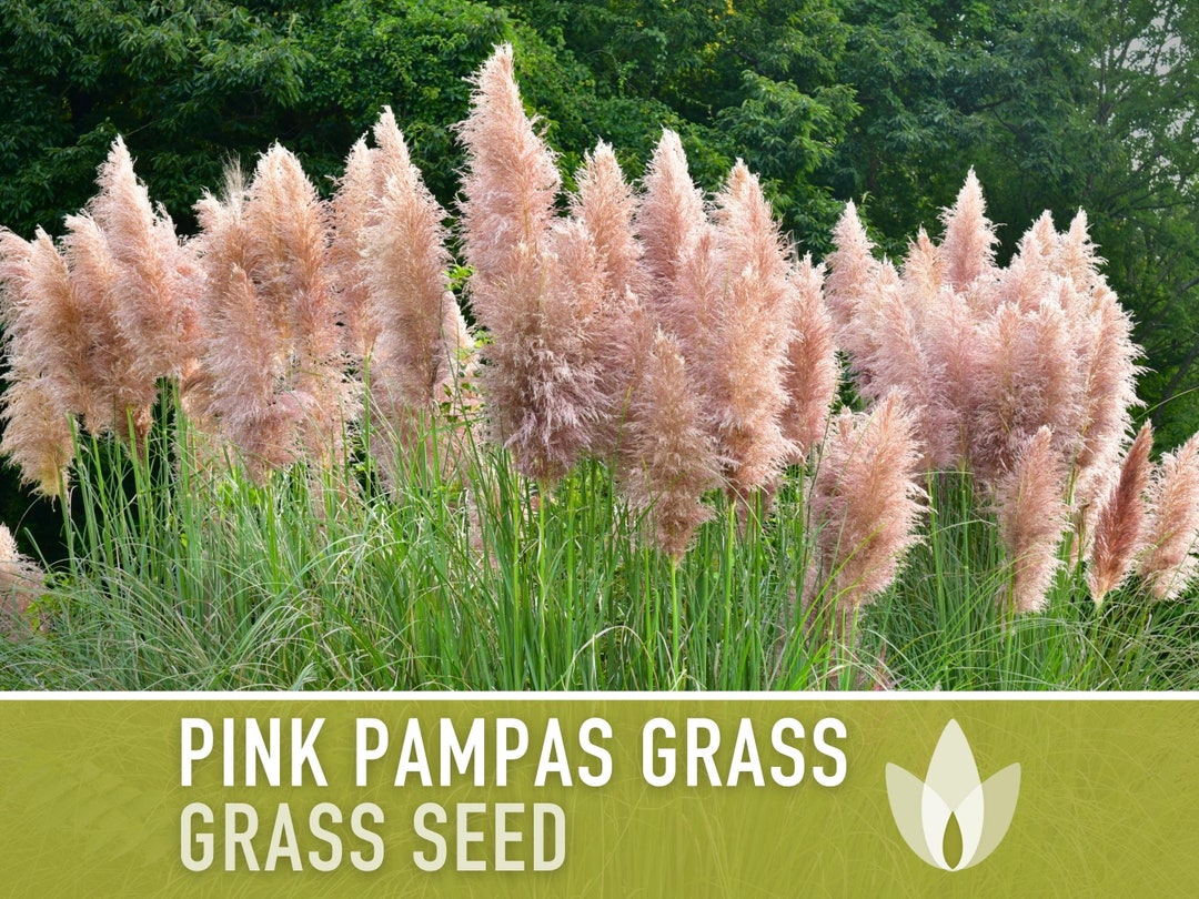 Pink Pampas Grass Seeds Heirloom Seeds, Pink Plumes, Elegant Floral