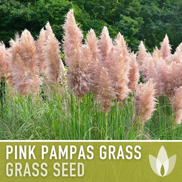 Pink Pampas Grass Seeds - Heirloom Seeds, Pink Plumes, Elegant Floral Arrangement, Ornamental Grass, Pollinator Friendly, Non-GMO