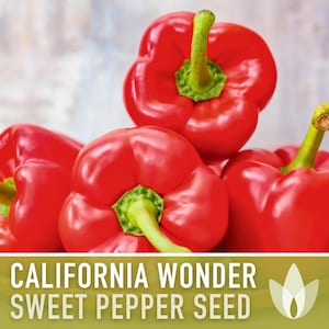 California Wonder Sweet Pepper Heirloom Seeds - Bell Pepper, Red Pepper, Open Pollinated, Non-GMO