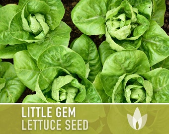 Little Gem Lettuce Heirloom Seeds