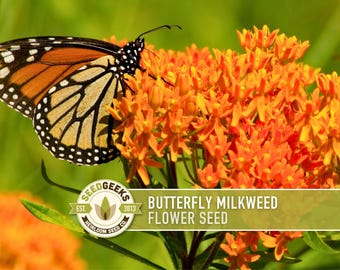 Butterfly Milkweed Seeds – Asclepias Tuberosa, Monarch Butterfly