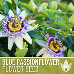 Blue Passionflower Seeds | 20+ Seeds, Heirloom, Non-GMO, Vining Flower, Fragrant, Medicinal, Passiflora caerulea image 9