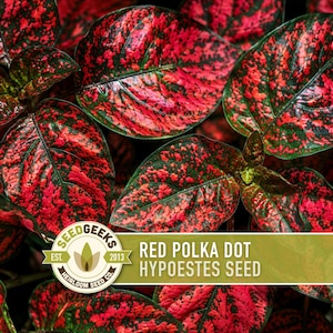 May include: A cluster of vibrant Hypoestes leaves featuring a dense pattern of bright red and dark green speckles. A circular logo for Seed Geeks Est. 2013 is visible, alongside a horizontal banner with the text Red Polka Dot Hypoestes Seed.