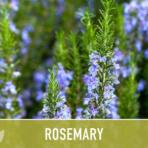 Semillas de Romero - Semillas tradicionales, Hierba culinaria, Hierba medicinal, Polinización abierta, Perenne, Rosmarinus Officinalis, Sin OMG imagen 7