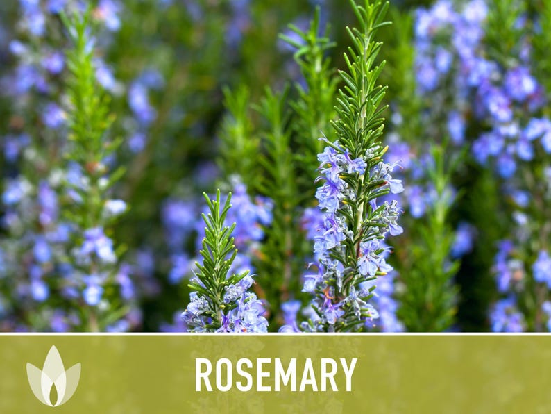 Semillas de Romero - Semillas tradicionales, Hierba culinaria, Hierba medicinal, Polinización abierta, Perenne, Rosmarinus Officinalis, Sin OMG imagen 7