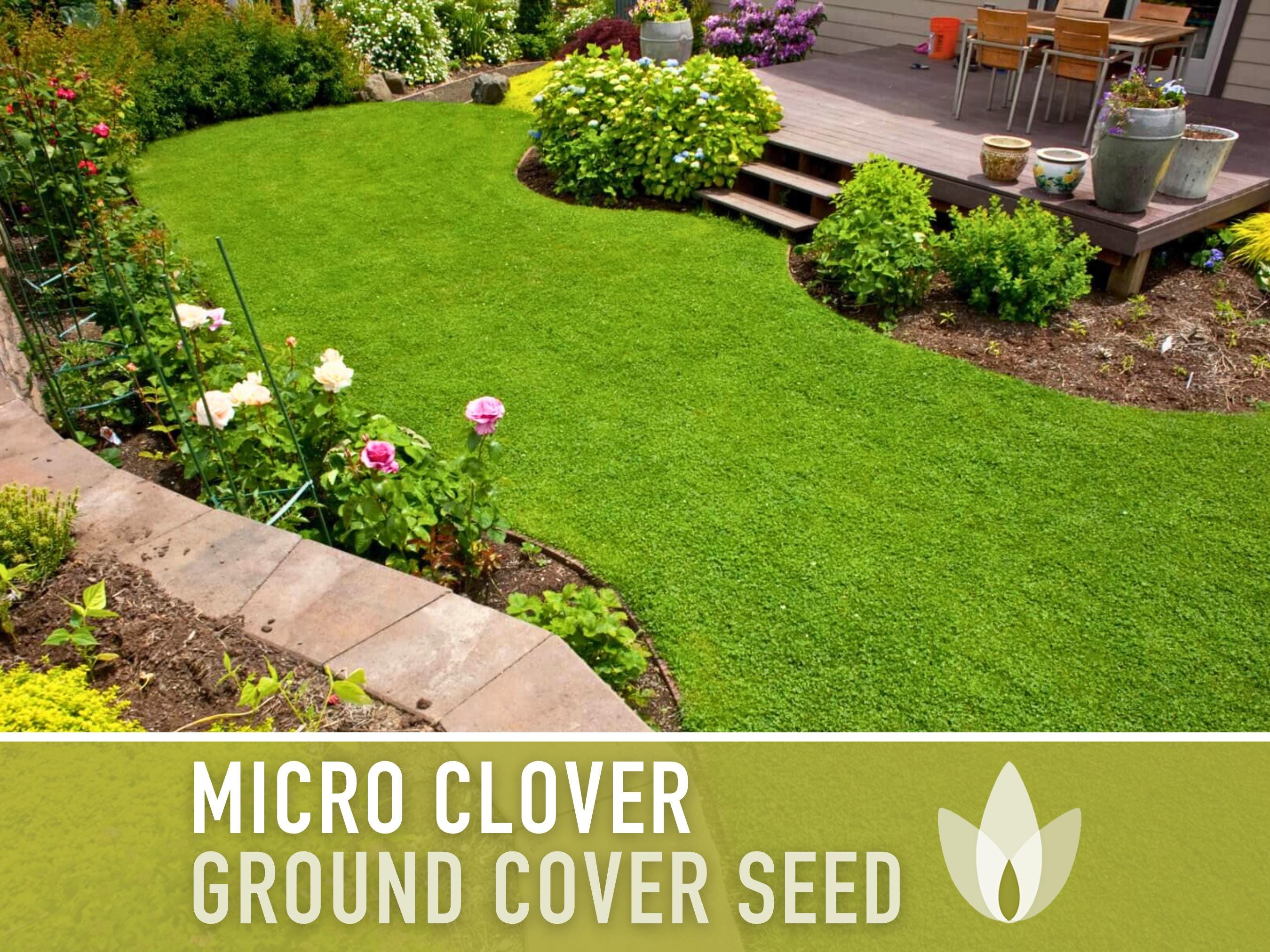 Micro Clover (Mini) Ground Cover Seeds - Heirloom Seeds, Dwarf White Clover, Lawn Alternative, Drought Tolerant, Erosion Control, Non-GMO