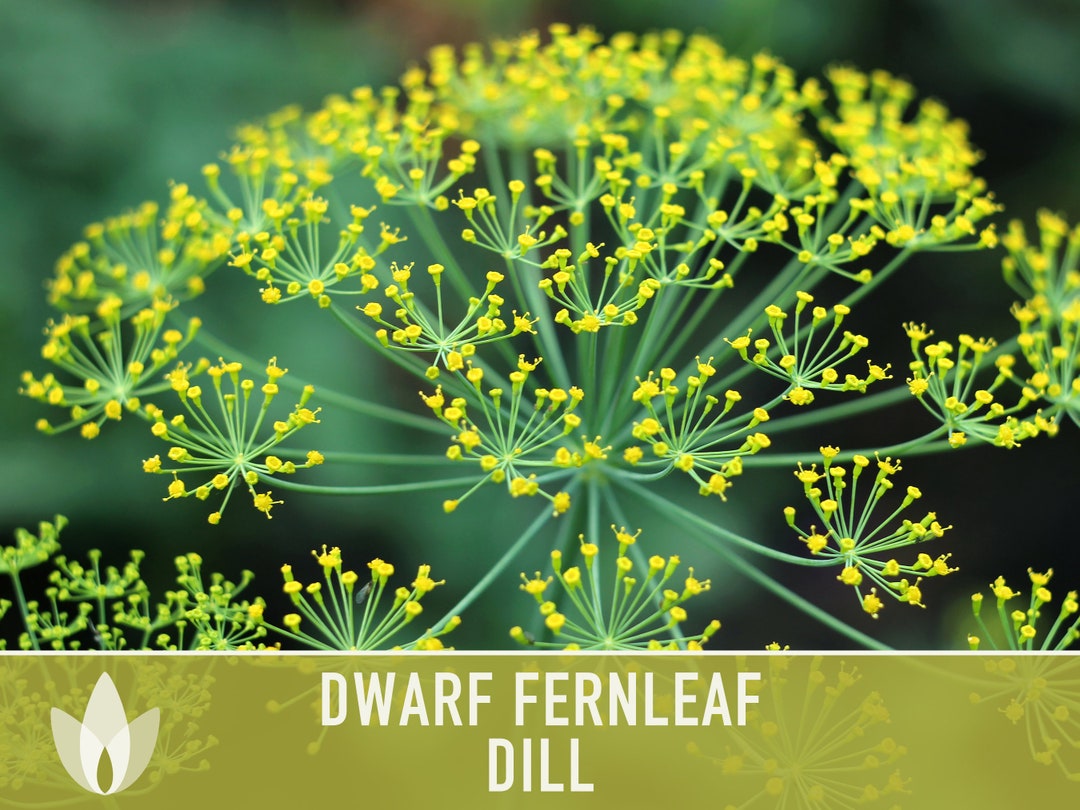 Dwarf Fernleaf Dill Heirloom Seeds AAS Winner Pickling Etsy