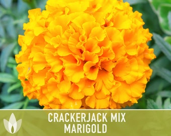 Marigold Crackerjack Mix Flower Seeds, Heirloom, Flower Mix, Flower Seeds