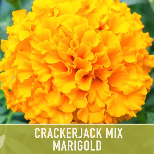 Marigold Crackerjack Mix Flower Seeds, Heirloom, Flower Mix, Flower Seeds