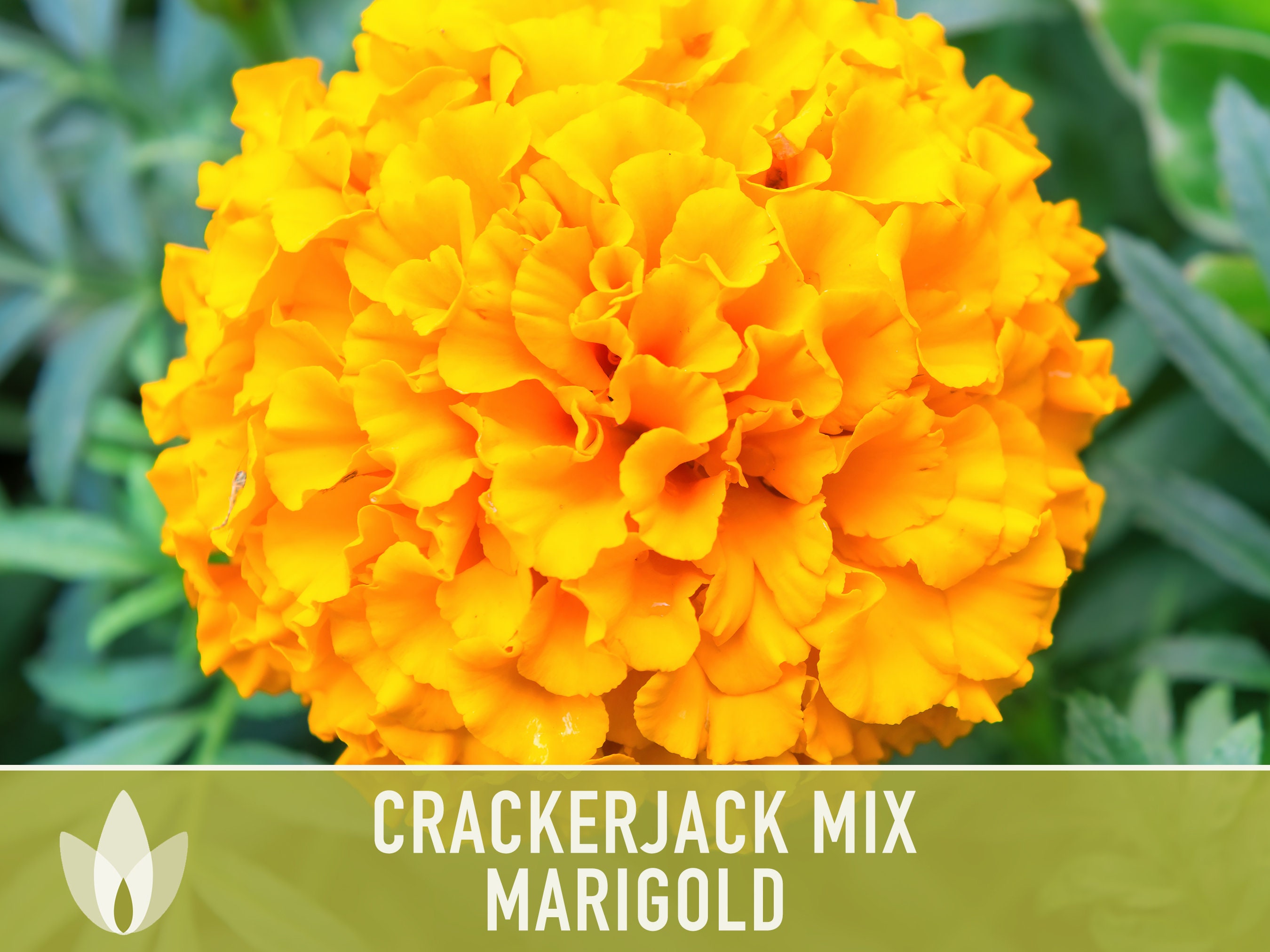Free Distribution BEST PRICE GUARANTEE Big Large Double Flower Heirloom 